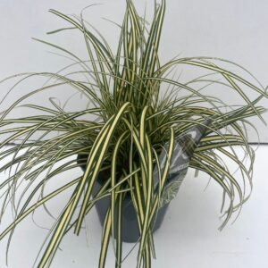 Carex hachijoensis Evergold
(6 Plants/Order)(17cmP 30cmH)