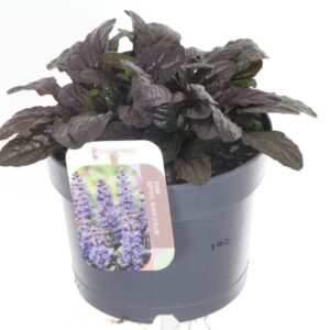 Ajuga reptans Black Scallop
(6 Plants/Order)(17cmP 20cmH)