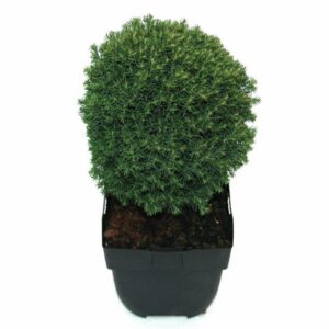 Thuja Teddy occidentalis P17
(6 Plants/Order)(17cmP 40cmH)