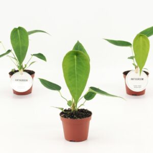 Anthurium Leaf Anthurium Peltigerum
(20 Plants/Order)(6cmP 15cmH)