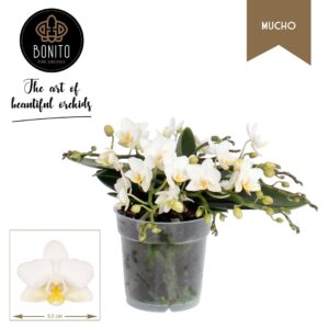 Phalaenopsis Nazare Mucho Nazare 5+Tak
(10 Plants/Order)(12cmP 50cmH)