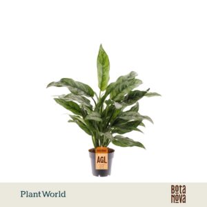 Aglaonema other Romeo
(7 Plants/Order)(14cmP 50cmH)