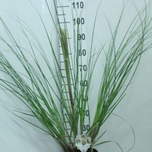 Cortaderia selloana Junior' P23
(1 Plants/Order)(23cmP 120cmH)