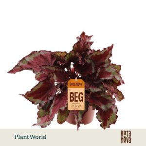 Begonia Magic Colours Spitfire rex
(8 Plants/Order)(12cmP 25cmH)