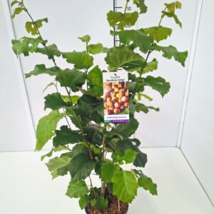 Corylus maxima 'Barcelloner Eckige' 80-100C5
(1 Plants/Order)(23cmP 100cmH)