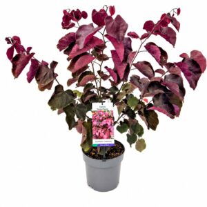 Cercis Forest Pansy Cercis can. 'Forest Pansy' 60-80C6
(1 Plants/Order)(24cmP 80cmH)