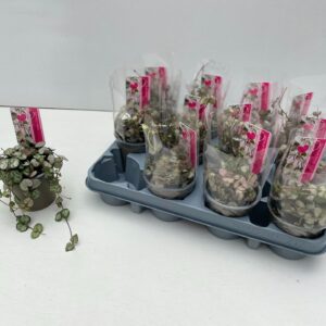Ceropegia woodii Silver Glory
(12 Plants/Order)(9cmP 15cmH)