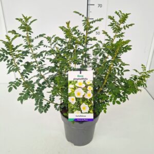 Rosa other spinosissima Rosa pimpinellifolia C5
(1 Plants/Order)(23cmP 60cmH)