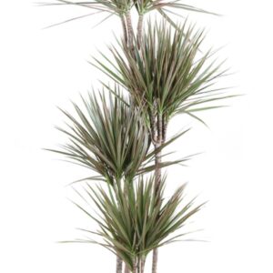 Dracaena Bicolor 120-90-60-30
(1 Plants/Order)(27cmP 180cmH)