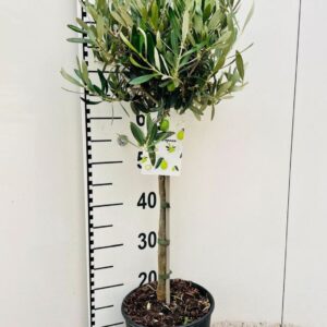 Olea europaea on stem
(1 Plants/Order)(21cmP 100cmH)