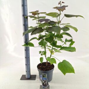 Catalpa Purpurea erubescens
(1 Plants/Order)(23cmP 85cmH)