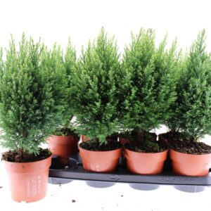 Chamaecyparis Snow Whit
(8 Plants/Order)(13cmP 40cmH)