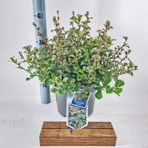 Ceratostigma griffithii
(1 Plants/Order)(23cmP 40cmH)