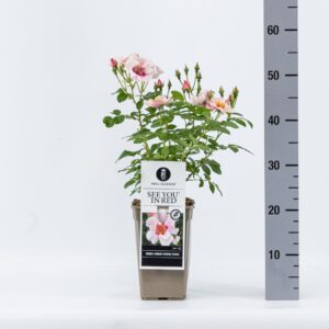 Rosa other (Persica) See you in Red, C3
(6 Plants/Order)(17cmP 35cmH)