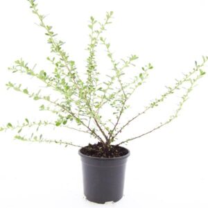 Escallonia Donard Seedling
(8 Plants/Order)(14cmP 25cmH)