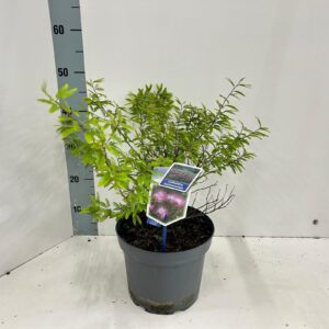 schrub Calliandra surinamensis Di Pink'
(1 Plants/Order)(23cmP 45cmH)