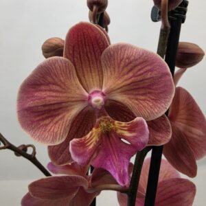 Phalaenopsis other Limited 53 Week 26
(10 Plants/Order)(12cmP 55cmH)
