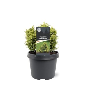 Cryptomeria japonica 'Twinkle Toes'
(1 Plants/Order)(19cmP 20cmH)