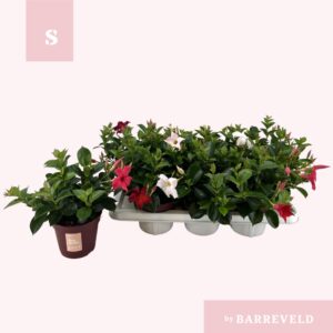 Mandevilla Sundaville Zomerville' struik mixtray
(7 Plants/Order)(14cmP 30cmH)
