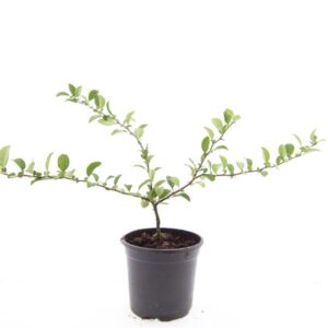 Chaenomeles x superba Texas Scarle
(8 Plants/Order)(14cmP 10cmH)