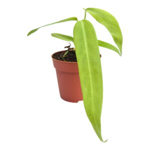 Anthurium Leaf Anthurium Pallidiflorum
(5 Plants/Order)(7cmP 10cmH)