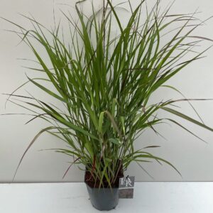 Panicum virgatum Squaw
(1 Plants/Order)(23cmP 40cmH)
