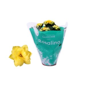 Kalanchoe Rosalina Don Amarillo 06cm dark yellow
(20 Plants/Order)(6cmP 12cmH)