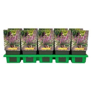 Liriope muscari Ingwersen
(10 Plants/Order)(11cmP 25cmH)