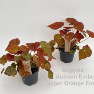 Begonia Autumn Ember Super Orange Form 14cm
(8 Plants/Order)(12cmP 20cmH)