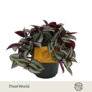 Tradescantia Purpusii Zebrina Compacta 10,5cm
(10 Plants/Order)(10.5cmP 10cmH)