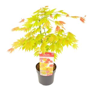 Acer shirasawanum Moonrise' PREMIUM
(1 Plants/Order)(19cmP 65cmH)