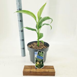 Musa basjo Musa basjoo
(1 Plants/Order)(23cmP 60cmH)
