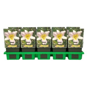 Hemerocallis Catherine Woodbury
(10 Plants/Order)(11cmP 25cmH)