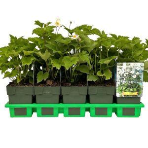 Anemone x hybrida Honorine Jobert
(10 Plants/Order)(11cmP 25cmH)