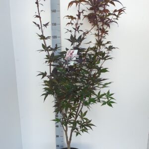 Acer palmatum Red Emperor
(1 Plants/Order)(31cmP 120cmH)