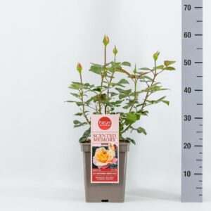 Rosa other Scented Memory 'Parfum de Nature', C5
(1 Plants/Order)(23cmP 30cmH)