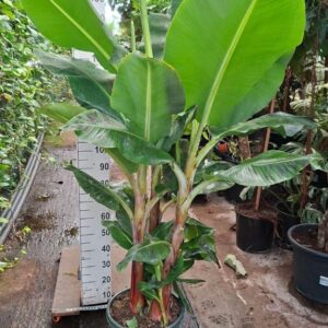 Musa Musa toef XL 200
(1 Plants/Order)(40cmP 200cmH)