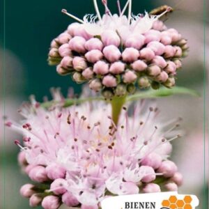 Caryopteris x clandonensis Caryopteris cland. 'Stephi' 30-40C3
(1 Plants/Order)(19cmP 50cmH)