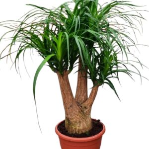 Nolina recurvata Beaucarnea 26 cm busch
(1 Plants/Order)(26cmP 75cmH)