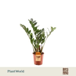 Zamioculcas zamiifolia 4 Feathers
(10 Plants/Order)(12cmP 45cmH)