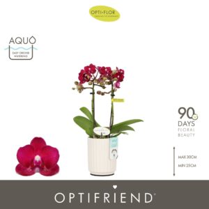 Phalaenopsis Multiflora Optifriend Lola 2 spike in Molise White Aquo
(6 Plants/Order)(7cmP 25cmH)