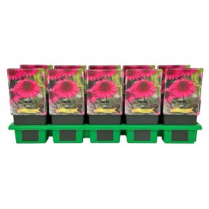 Echinacea Delicious Candy
(10 Plants/Order)(11cmP 25cmH)