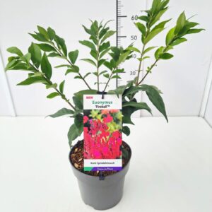 Euonymus alatus Fireball' 30-40C5
(1 Plants/Order)(23cmP 50cmH)