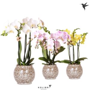 Phalaenopsis Multiflora mix 3 spike in Safari Pot
(6 Plants/Order)(9cmP 40cmH)