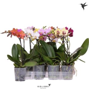 Phalaenopsis Multiflora 1 spike
(12 Plants/Order)(9cmP 40cmH)