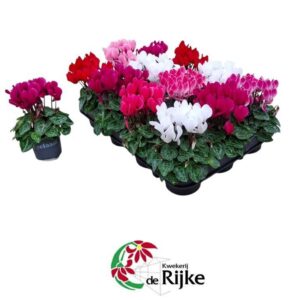 Cyclamen persicum Mini cyclaam
(12 Plants/Order)(7cmP 15cmH)