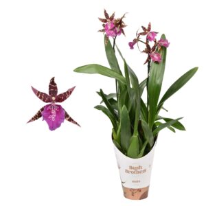 Brassia Summer Dream Miltassia 2 spike lang 12 cm
(6 Plants/Order)(12cmP 50cmH)