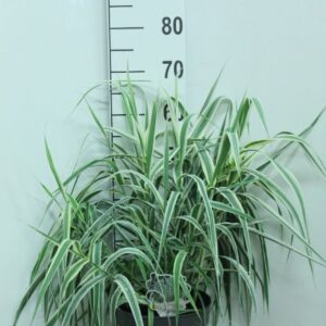 Arundo donax Variegata' P23
(1 Plants/Order)(23cmP 70cmH)