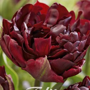 Droge Bulbs Tulipa Double Late Palmyra x 7 12/+
(10 Plants/Order)(20cmP 55cmH)