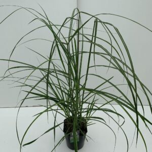 Miscanthus sinensis Malepartus
(1 Plants/Order)(23cmP 70cmH)